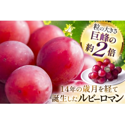 【期間限定発送】 超高級 ぶどう ルビーロマン 1房 約600g 化粧箱入 [38601393]