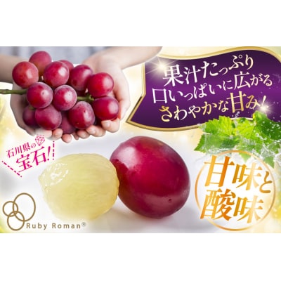 【期間限定発送】 超高級 ぶどう ルビーロマン 1房 約600g 化粧箱入 [38601393]