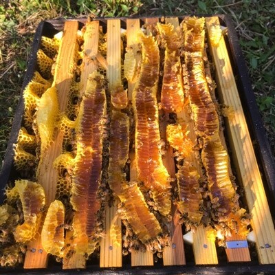 高知県産天然はちみつ300g【最高蜂】