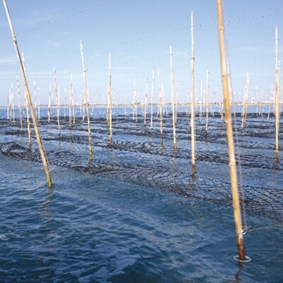 【新海苔】木曽岬産焼き海苔