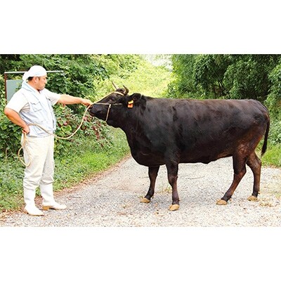 純近江牛切り落とし　1.6kg