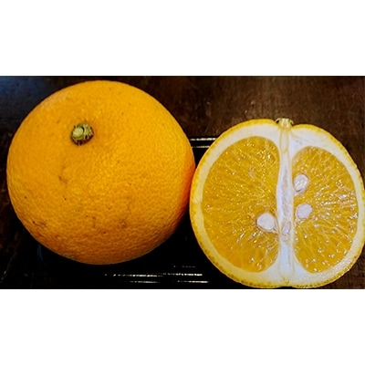 長崎県産　訳あり甘夏　紅甘夏10kg