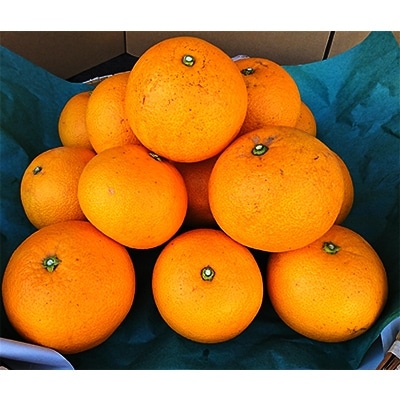 長崎県産　訳あり甘夏　紅甘夏10kg
