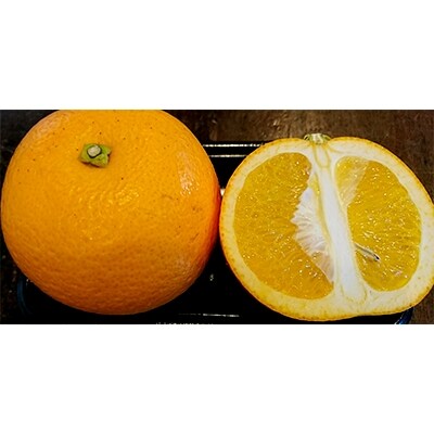 長崎県産 訳あり八朔 紅八朔10kg | 長崎県長崎市 | ふるさと納税