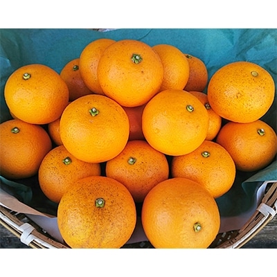 長崎県産 訳あり八朔 紅八朔10kg | 長崎県長崎市 | ふるさと納税