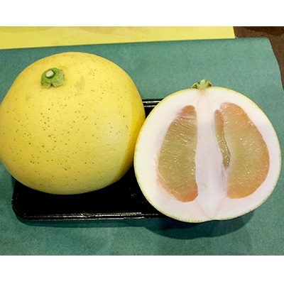 長崎県産 訳あり柑橘詰め合わせ10kg | 長崎県長崎市 | ふるさと