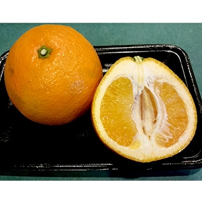 長崎県産 訳あり柑橘詰め合わせ10kg | 長崎県長崎市 | ふるさと