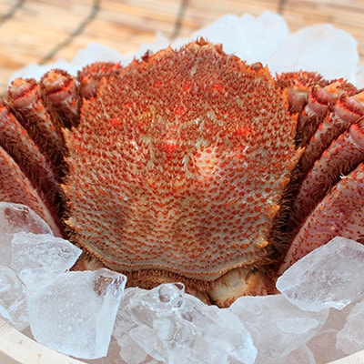 【噴火湾産】産地直送 浜茹で毛ガニ(約600g前後～700g前後)×1杯