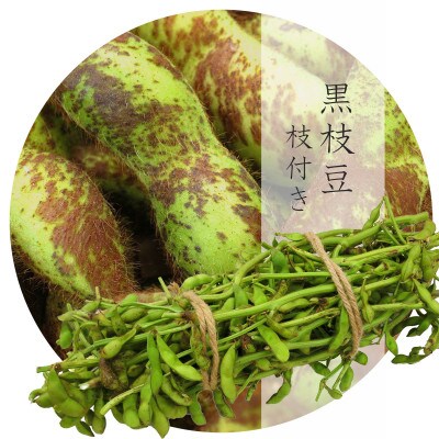 【令和6年10月お届け】秋旬限定味覚!　丹波篠山産黒枝豆1.1kg3束