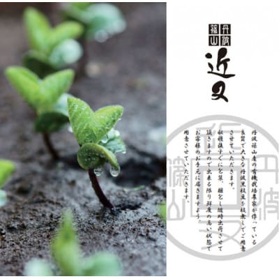 丹波篠山市産「丹波黒」枝豆 250g×4袋　冷凍便
