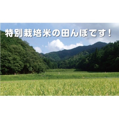 丹波篠山産　特Aランク　特別栽培米　越光(5kg×4袋　精米)