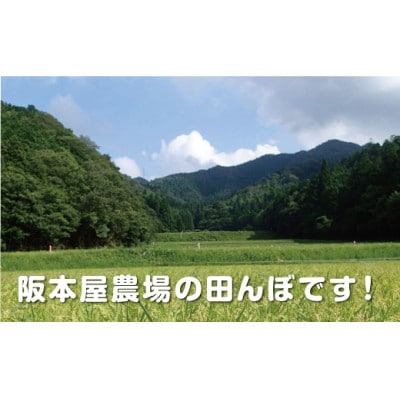 丹波篠山産　特Aランク　越光　(精米　2kg×3袋)