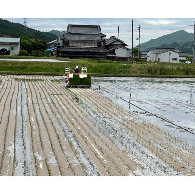 丹波篠山産　特別栽培米　越光(栽培期間中農薬不使用)(5kg×3袋　精米)