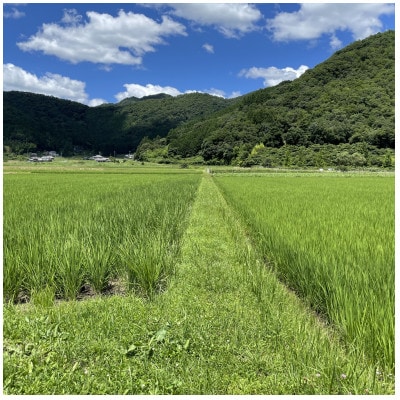 丹波篠山産コシヒカリ でかんしょ米5kg×2