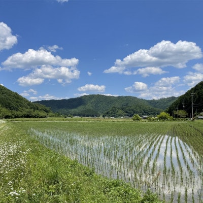 丹波篠山産特別栽培米コシヒカリ5kg×1