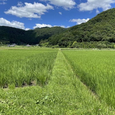 丹波篠山産特別栽培米コシヒカリ5kg×2