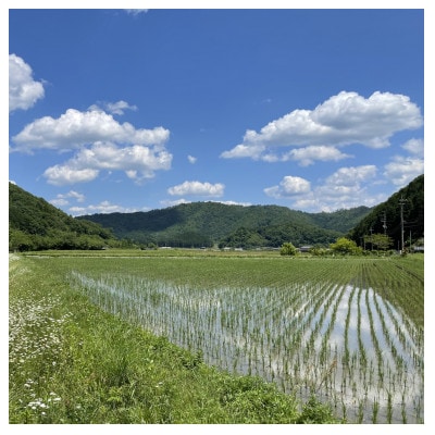 丹波篠山産特別栽培米コシヒカリ5kg×4