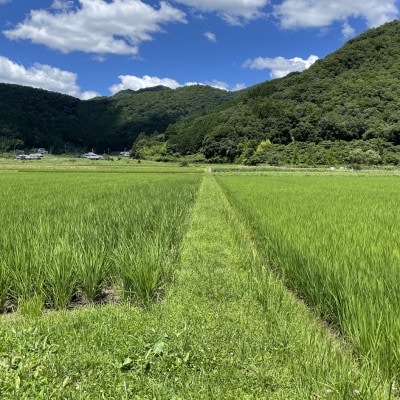 丹波篠山産特別栽培米コシヒカリ2kg×3