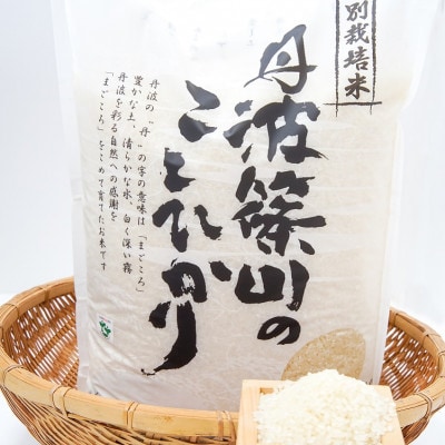 令和6年産!丹波篠山のこしひかり精米5kg