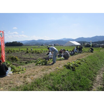 10月　家族で収穫体験　丹波篠山の黒枝豆狩り5株