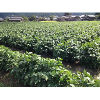 丹波篠山産黒大豆枝豆500g×4パック