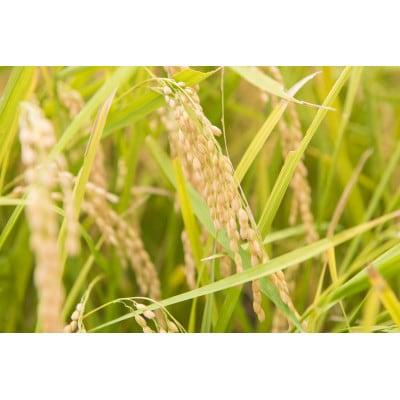 丹波篠山産コシヒカリ玄米 計30kg