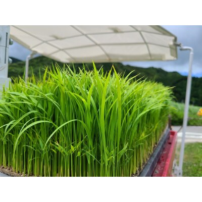「秀月」　純米大吟醸ー生酒　1800ml×1本