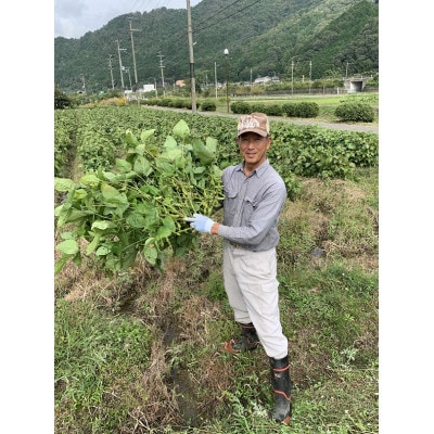 うわっ!ビックリする大きさと味の濃さ!黒枝豆250g入り×4袋を箱入りで～