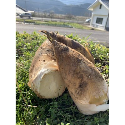 丹波篠山市産たけのこの水煮(100g×10P)