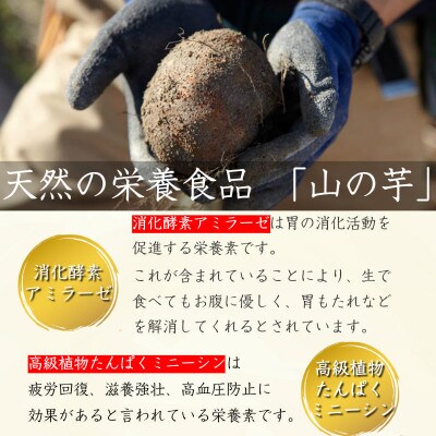 丹波篠山産 山の芋 秀品 4kg箱