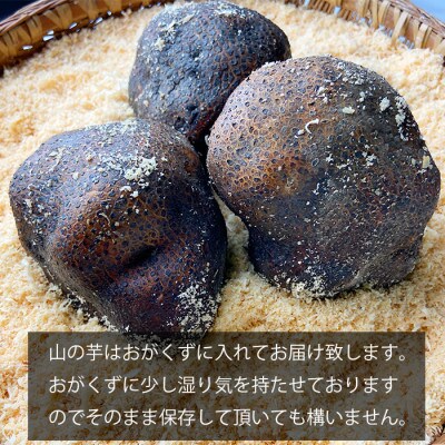 丹波篠山産 山の芋 秀品 4kg箱