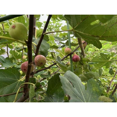 【期間限定】無花果プリン　いちじくちゃん12個セット