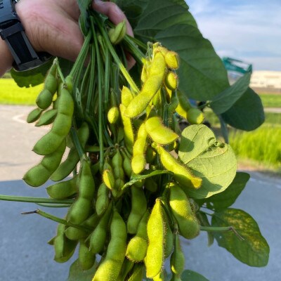 【2022年10月発送】丹波ふるさと村の丹波黒枝豆500g×3
