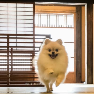 【ペットと泊まる】篠山城下町ホテル NIPPONIA 1泊2日ペア宿泊券(2食付き)
