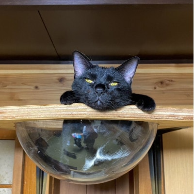 甘々の猫たちと遊べる、丹波篠山の保護犬猫カフェLA-HOJUの1時間利用券(ペットボトル1本付)