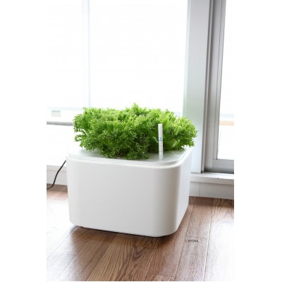 ホームハイポニカMASUCO