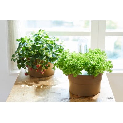 家庭用水耕栽培キット　ホームハイポニカぷくぷく2