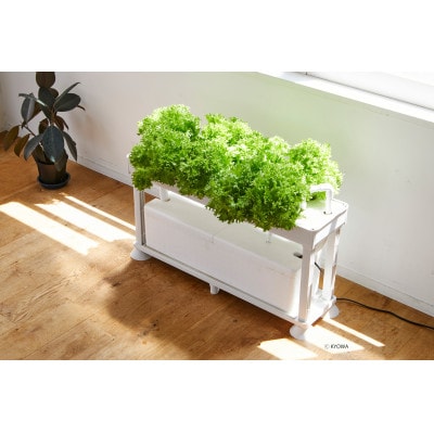 水耕栽培キット　ホームハイポニカPLAABO