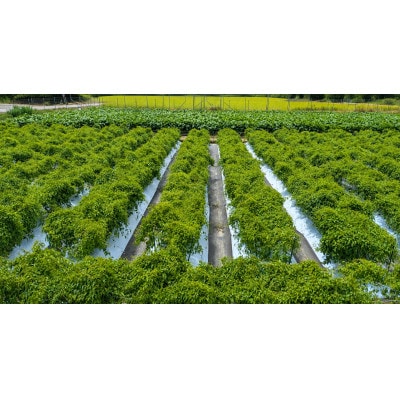 丹波篠山産　山の芋【優品　3kg】