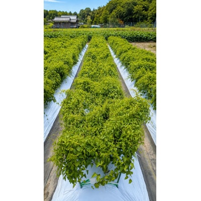 丹波篠山産　山の芋【優品　3kg】