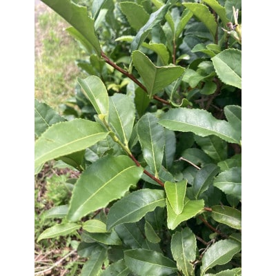 草山晩茶　20g×1パック