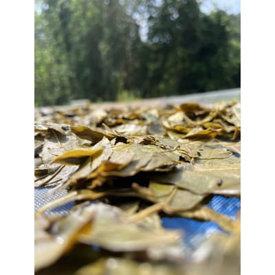 草山晩茶　20g×1パック