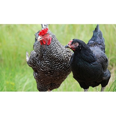 【島田の地鶏】一黒(R)シャモの肉 1羽分