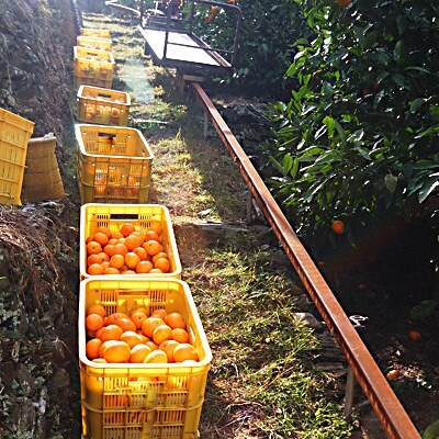 和歌山県海南市下津町産　【選りすぐり】完熟早生みかん5kg【S～L】サイズおまかせ