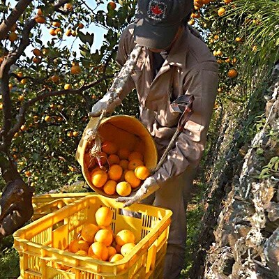 和歌山県海南市下津町産　【選りすぐり】完熟早生みかん5kg【S～L】サイズおまかせ
