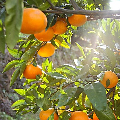 和歌山県海南市下津町産　宮川早生みかん2Lサイズたっぷり10kg