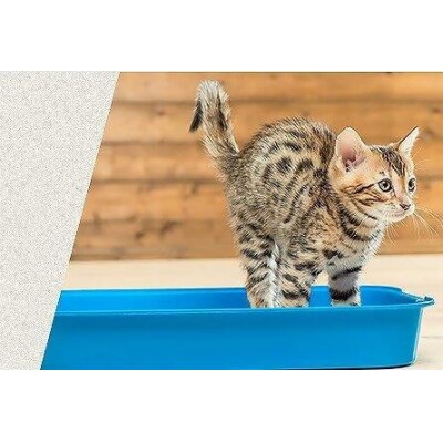 RAGDOLLプレミアムサンド　5kg×4袋　猫砂　【04301-0472】
