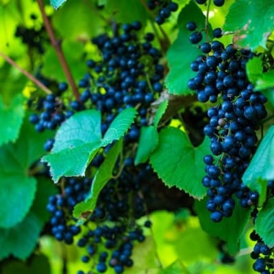 十勝ワイン 町民用赤ワイン 1本