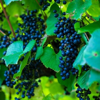 十勝ワイン 町民用白ワイン 1本