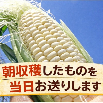 7月末頃より発送【訳あり】北海道 雪の妖精(ホワイトコーン)11～12本入り 約5キロ とうもろこし